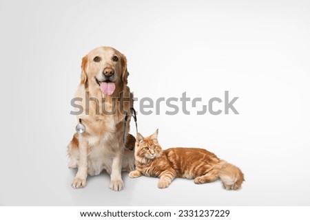Cute smart dog and domestic cat and stethoscope