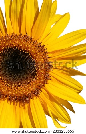 Sunflower section in full bloom over white.
