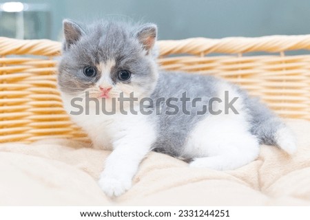 British shorthair kitten lying in wicker basket on sofa, stock photo
