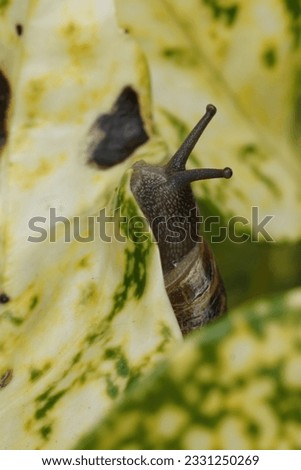 Natural vertical closeup on the common garden snail , garden snail, sitting on a yellow leaf Royalty-Free Stock Photo #2331250269