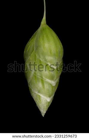 Greater Quaking Grass (Briza maxima). Immature Spikelet Closeup Royalty-Free Stock Photo #2331259673