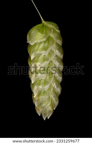 Greater Quaking Grass (Briza maxima). Spikelet Closeup Royalty-Free Stock Photo #2331259677