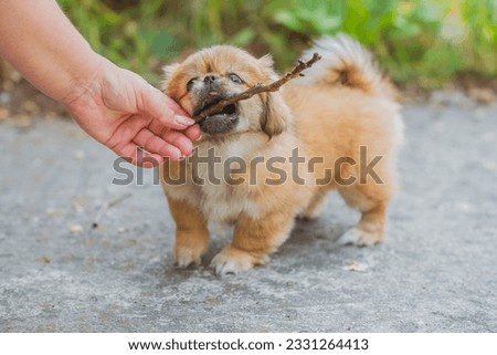 Little puppy life, adoption concept, behavior of pets