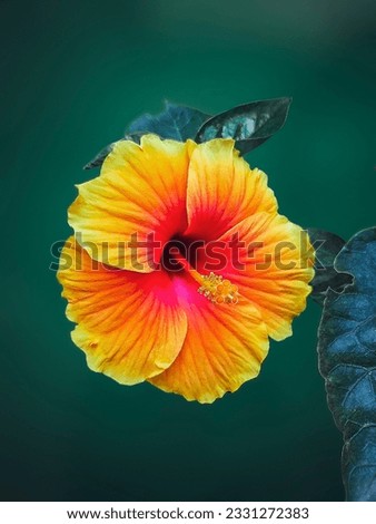 A colourful yellow hibiscus flower