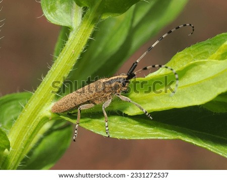 Agapanthia villosoviridescens, also known as the golden-bloomed grey longhorn beetle,[1] is a species of beetle in the subfamily Lamiinae.