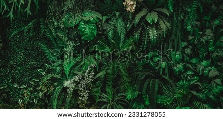 Close up group of background tropical green leaves texture and abstract background. Tropical leaf nature concept. Royalty-Free Stock Photo #2331278055