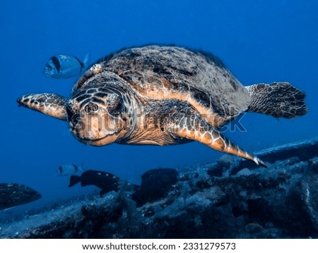Eye to eye with a green turtle