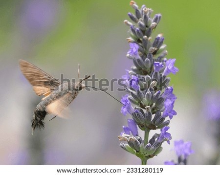 The hummingbird hawk-moth (Macroglossum stellatarum) is a species of hawk moth found across temperate regions of Eurasia. 