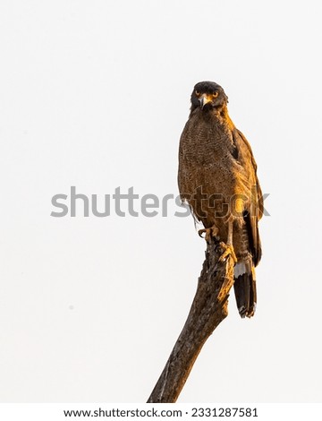 A Crested Serpent Eagle looking strait into camera