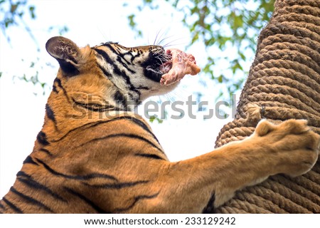 Training the tiger climbing trees to hunt at the zoo in Thailand