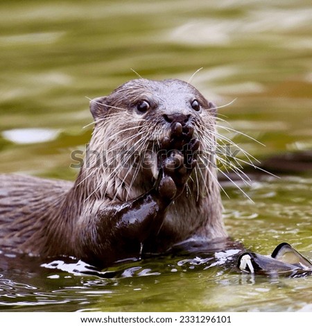 Asian small -clawed otter feeding on shellfish  Royalty-Free Stock Photo #2331296101