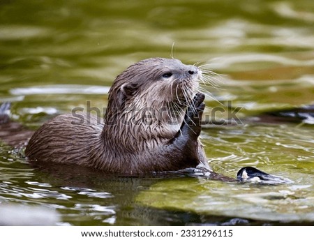 Asian small -clawed otter waving