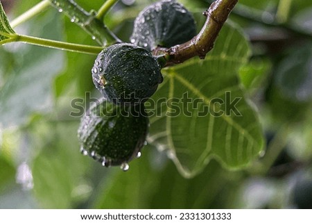 wet new fresh green figs