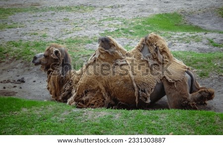 The Bactrian camel (Camelus bactrianus) the animal molts in summer and rests in the sun Royalty-Free Stock Photo #2331303887