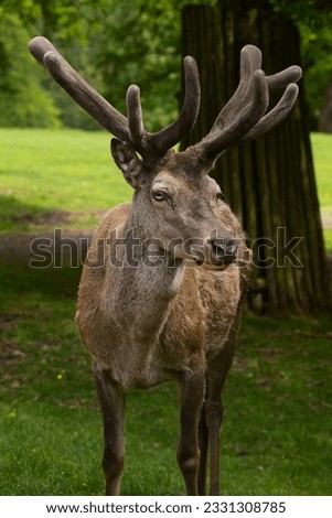 Picture of a deer taken at a gamepark in Pfalz Germany 