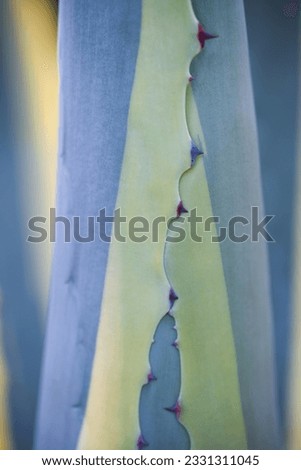 Agava americana 'Variegata' | Planting succulents, Cool plants, Foliage plants Royalty-Free Stock Photo #2331311045