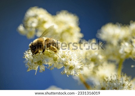 A bee sitting on a white flower, on a blue blurred background in the sunlight.