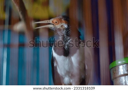 A picture of Jalak Suren bird. A lonely bird with a distinctive chirp