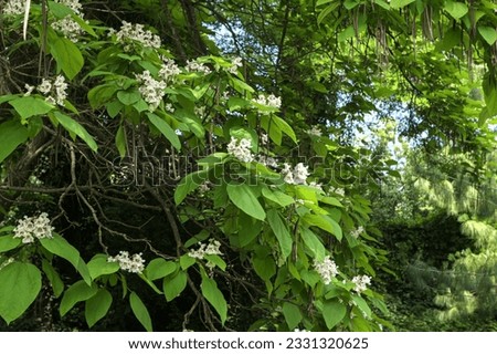 Flowers of Indian bean tree, Catalpa bignonioides, closeup.Catalpa bignonioides medium sized deciduous ornamental flowering tree, branches with groups of white cigartree flowers, buds and green leaves Royalty-Free Stock Photo #2331320625