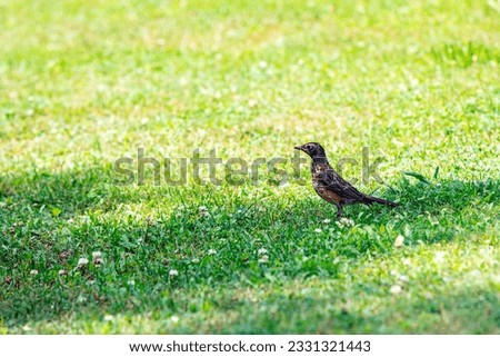 Backyard Summer Robin Birds Grass