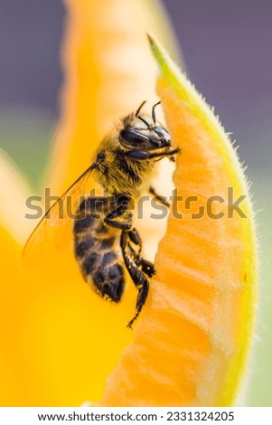 closw up bee flower jpg