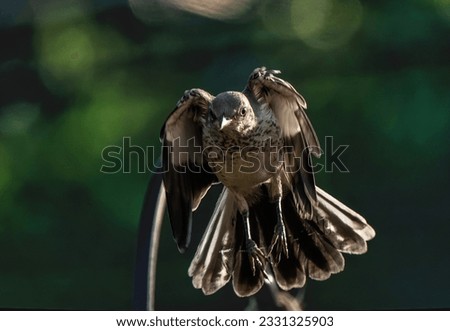 A Northern Mockingbird in flight                               