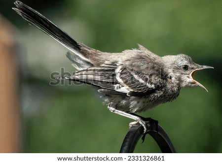 A Northern Mockingbird lets out a scream                               