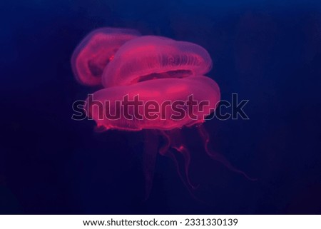 A photo of a moon jelly fish in purple pink color floating against blue background