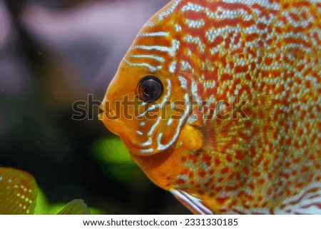A photo of Symphysodon discus, the red discus or Heckel discus, is a species of cichlid native to the Amazon Basin.