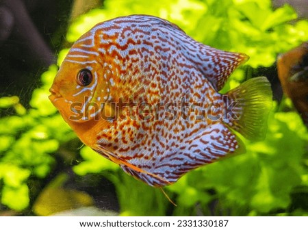 A photo of Symphysodon discus, the red discus or Heckel discus, is a species of cichlid native to the Amazon Basin, where found in the lower Rio Negro, upper Uatumã, Nhamundá, Trombetas and Abacaxis. 