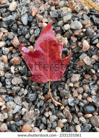 Autumn. A red colored leaf.