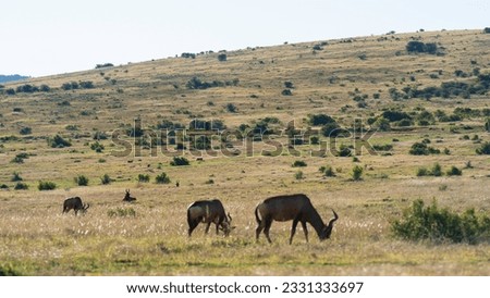Scenery at Addo elephant National Park, Eastern Cape (South Africa)