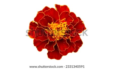One French marigold orange and red flower isolated on white.
