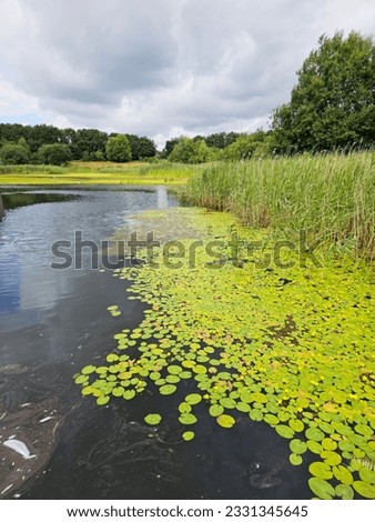 Pond weed next to Brockholes nature reserve floating visitor village. 
