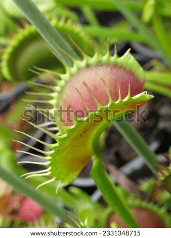 Captivating crimson traps of the Venus flytrap (Dionaea) showcase nature's carnivorous marvel