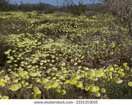 desert dandelion meadow, yucca valley, california