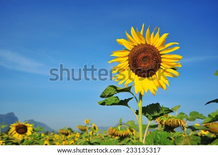 Sunflower Head with Blue Sky Backgrounds