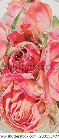 beautiful, delicate pink flowers, roses in a vase, macro photography, shot from above, beautiful theme, picture