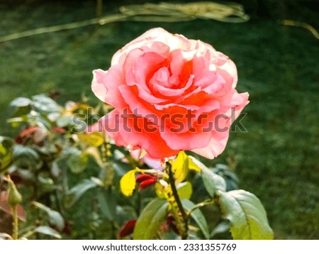 Close-up on a pink rose in the garden and in summer. During sunset or sunrise. Royalty-Free Stock Photo #2331355769