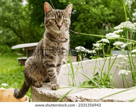 Portrait of slim young tubby cat. Rural country side background. Pet living on a farm or ranch. Selective focus. Royalty-Free Stock Photo #2331356943
