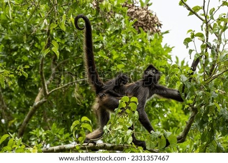 Calakmul - Geoffroy's spider monkey Royalty-Free Stock Photo #2331357467