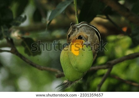Squirrel caught on camera while stealing mango.Rajshahi,Bangladesh 