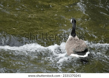                    Canada Goose swimming in the Cuyahoga River in Summit County, Ohio.             