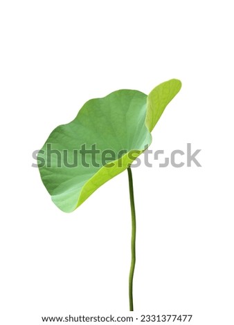 Waterlily or lotus leaf isolated on white background with clipping paths. Royalty-Free Stock Photo #2331377477