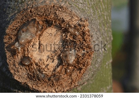 selective focus, saw cut tree trunk background on kurrajong tree trunk