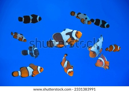 The beauty of various types of clown fish