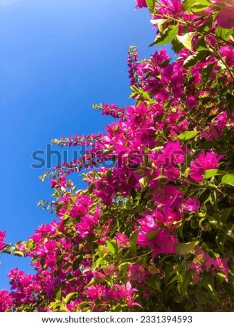 Tropican bougainvillea flowers. Foliage pink bougainvillea flowers at cottage in Bali, Indonesia. A beautiful flower for summer session. With a blast from sunlight makes the picture glow and shine.
