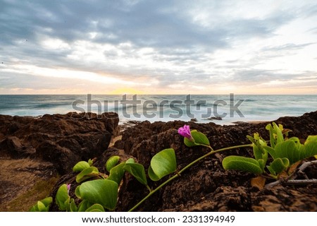 colorful sunrise on the wreck rock beach in deepwater national park near agnes water and town of 1770, gladstone region in queensland, australia; rural australia landscape, red sand beach	 Royalty-Free Stock Photo #2331394949