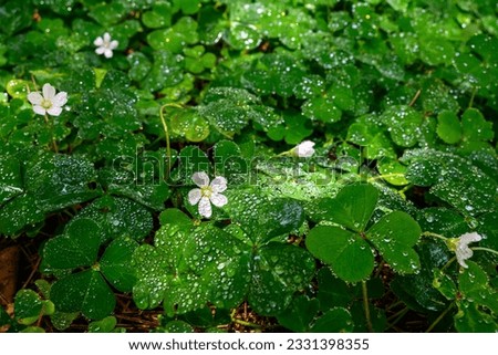 St. Patricks Day nature background, field of Shamrock plants, Oxalis, or Wood Sorrel, glowing with raindrops reflecting sunbeams
