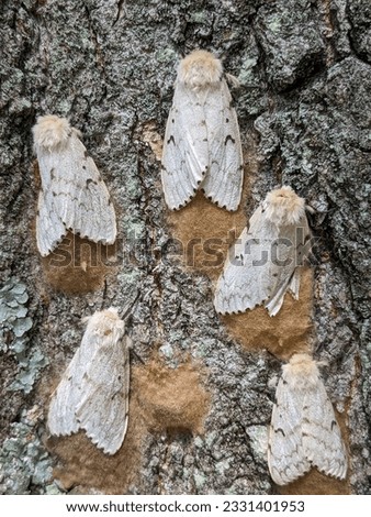 white female gypsy moths with egg masses on tree trunk Royalty-Free Stock Photo #2331401953
